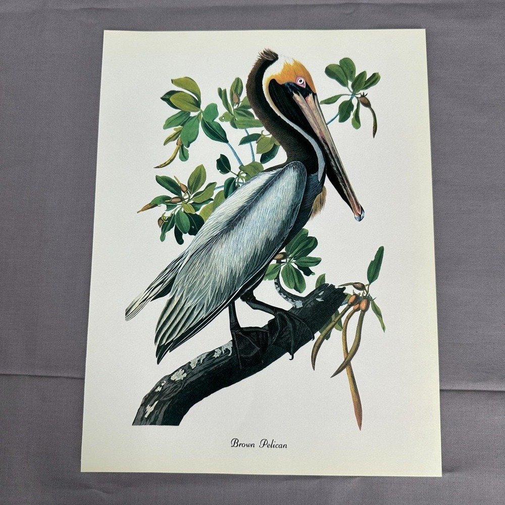 1950 Vintage Print Brown Pelican American Bird Art Illustration Audubon 8x11